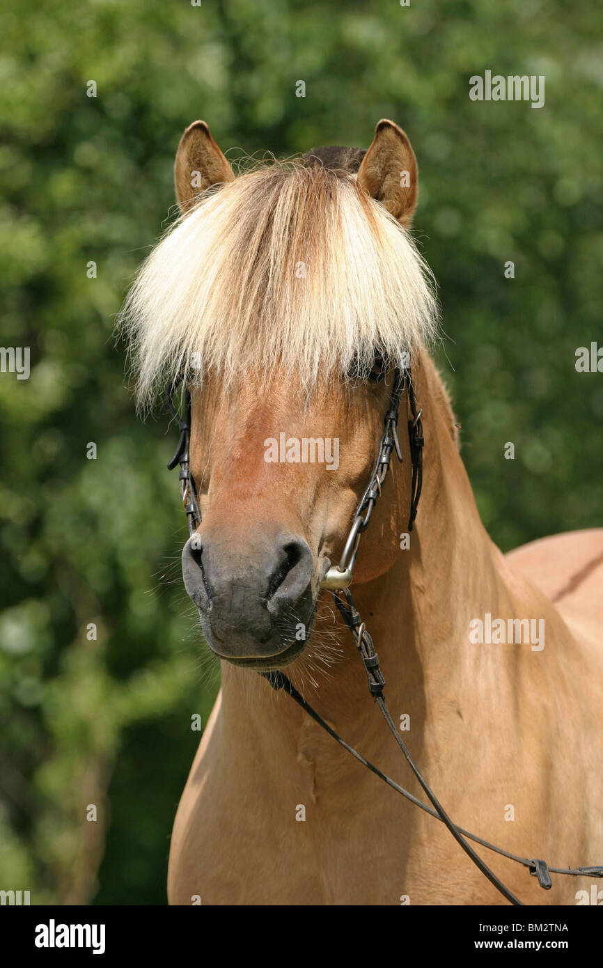 Hengst Skagen Portrait / horse head of a stallion Stock Photo