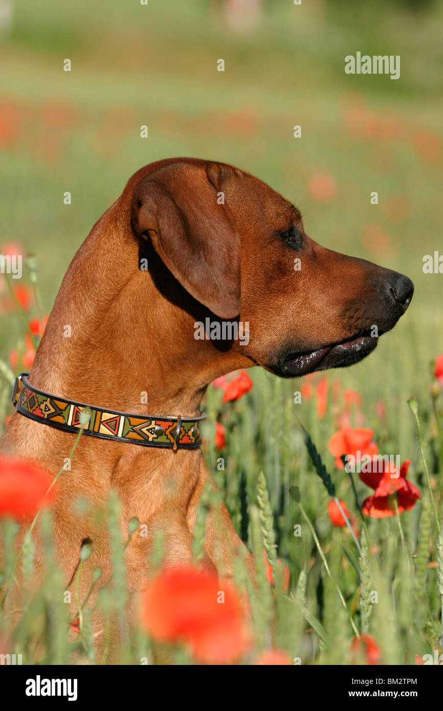 African Rhodesian Ridgeback Aesthetic Rhodesian Ridgeback Portrait Stock Photo - Alamy