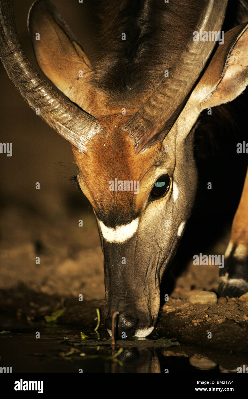 Male, nyala antelope drinking Stock Photo