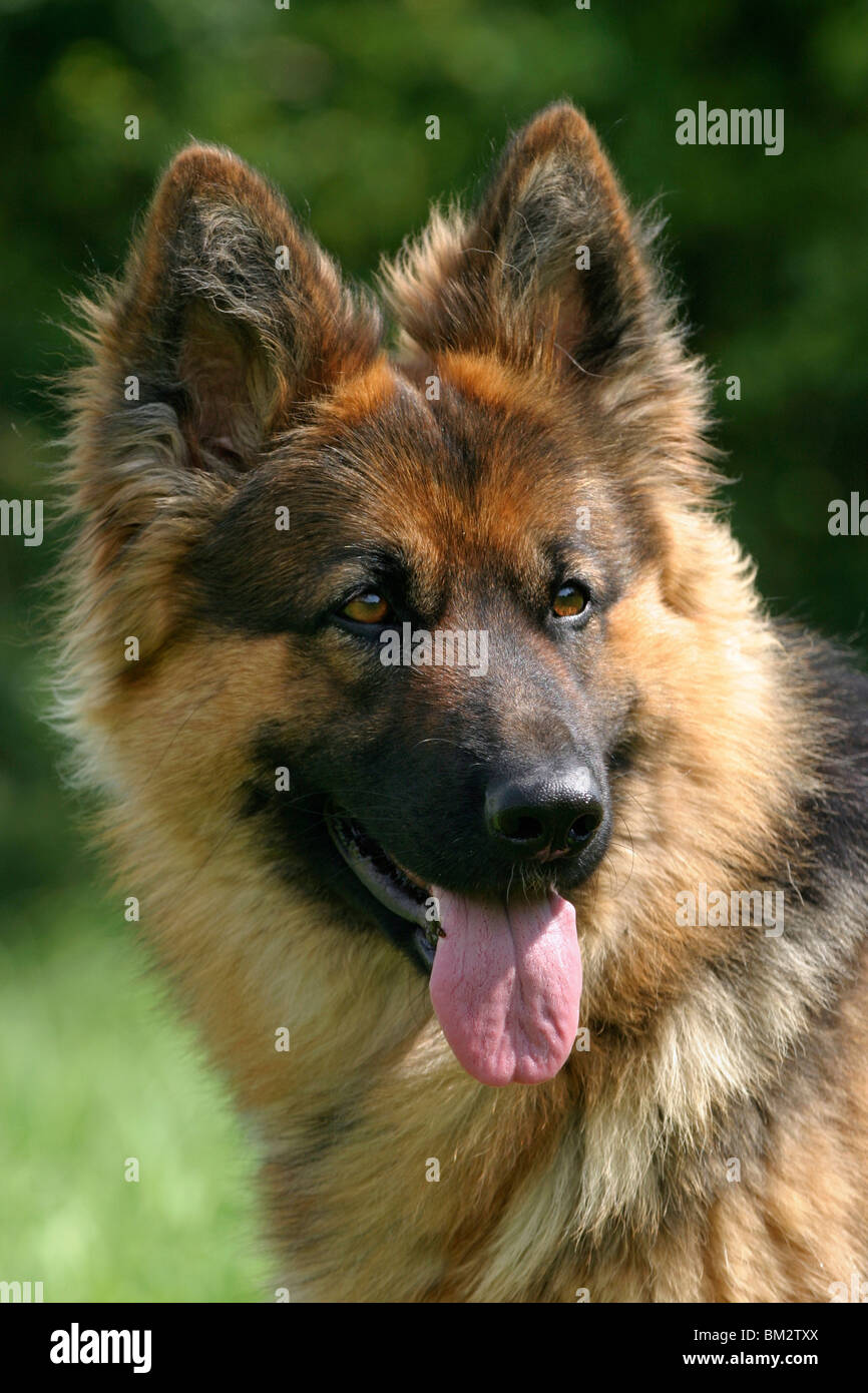 DER DEUTSCHE SCH FERHUND visual data 6