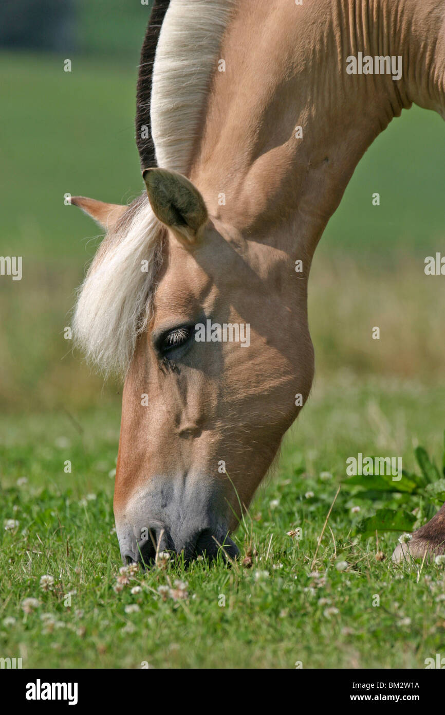 Pferd beim grasen / grazing horse Stock Photo - Alamy