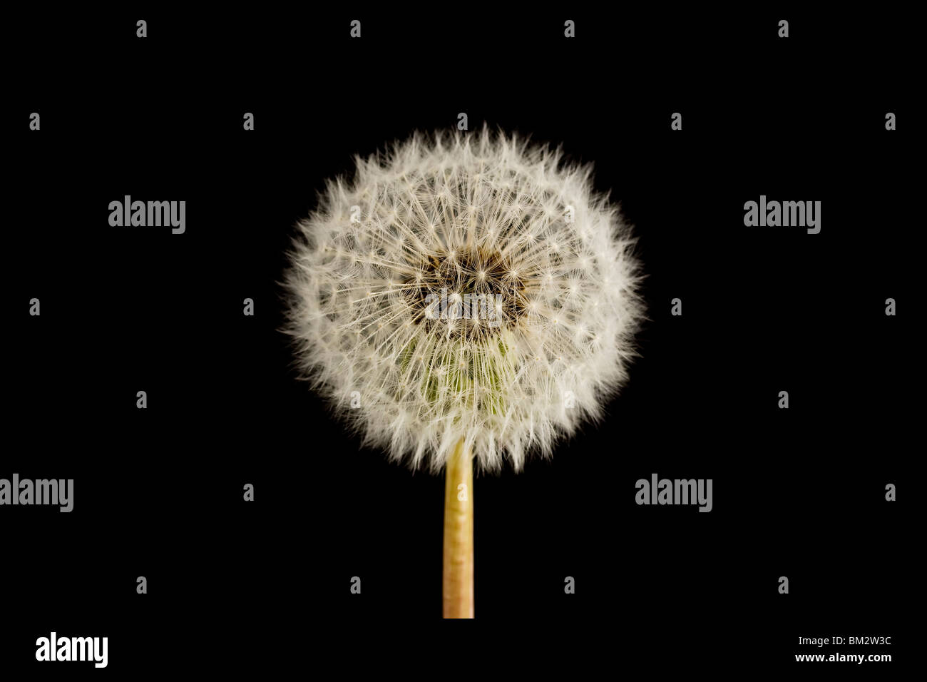 dandelion seed head clock on a black background Stock Photo