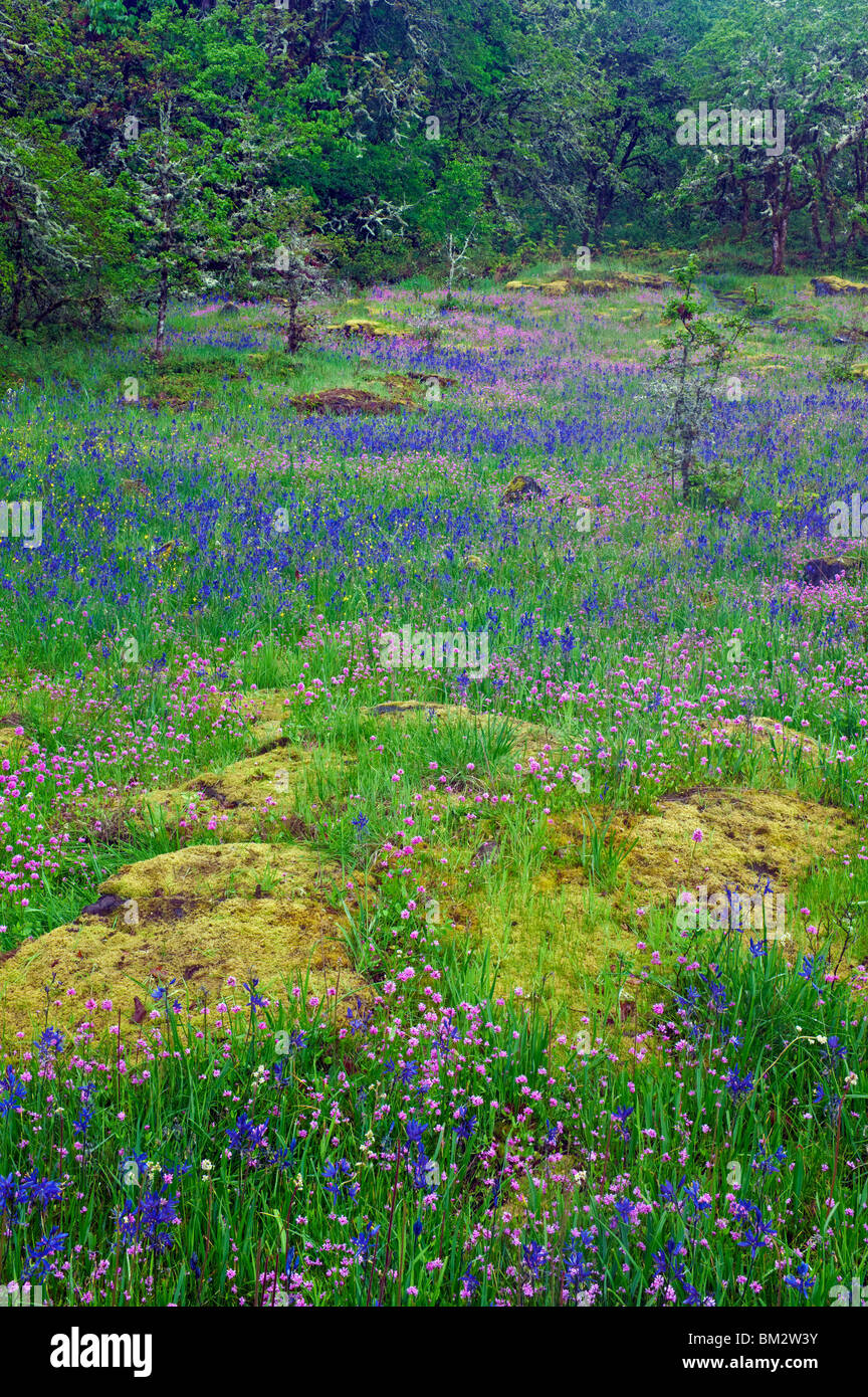 Rosy plectritis and blue camas highlight the spring bloom in Oregon's Camassia Natural Area. Stock Photo