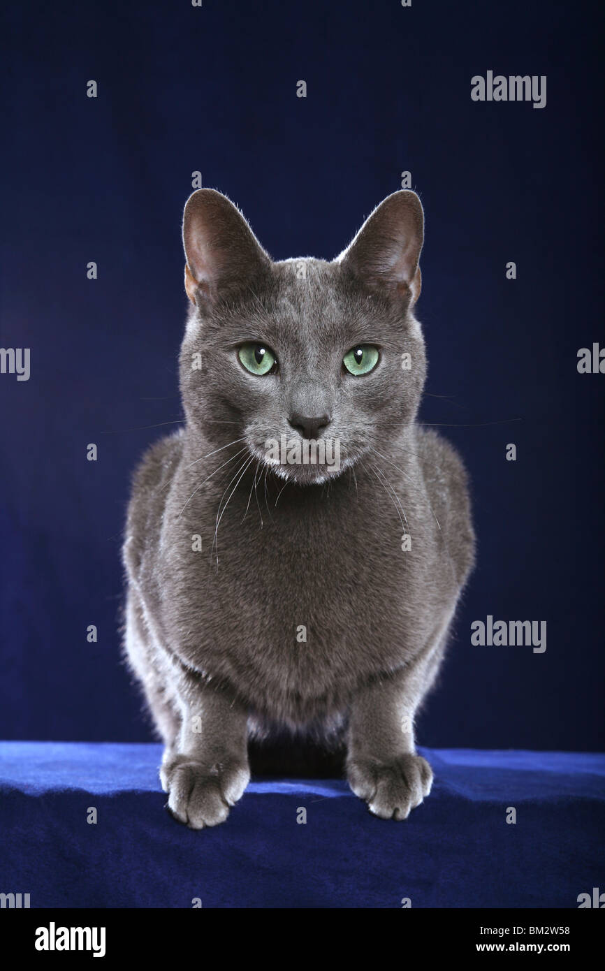 Russian blue cat green eyes hi-res stock photography and images - Alamy