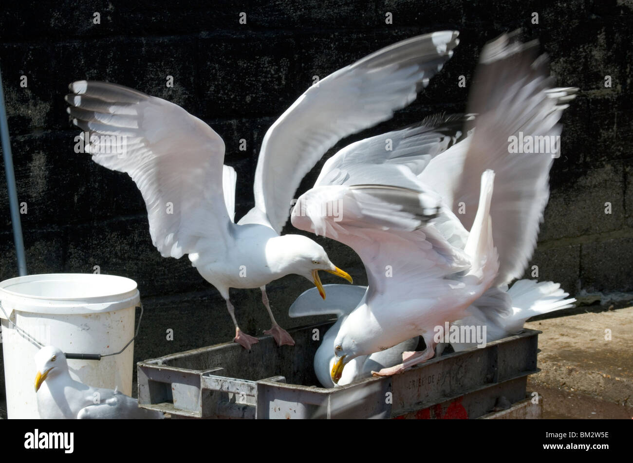 Herring gulls fighting over scraps Stock Photo