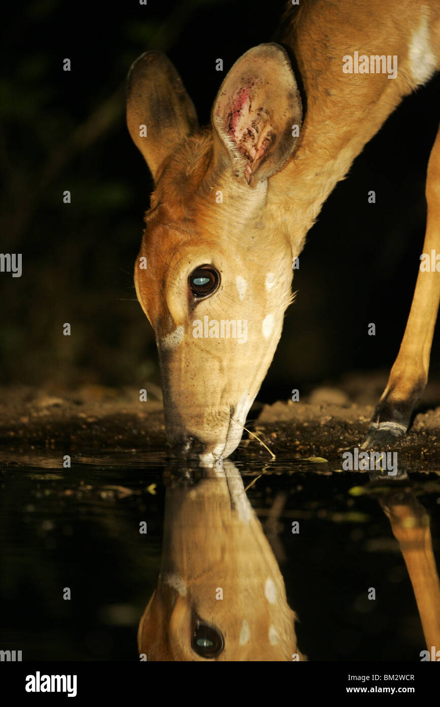 female nyala antelope drinking at night Stock Photo