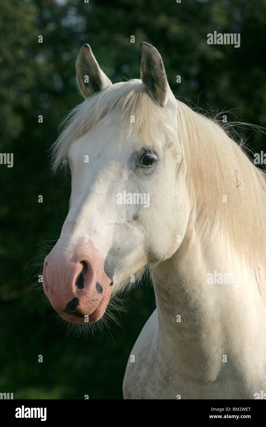 weißes Pferd im portrait / white horse head Stock Photo