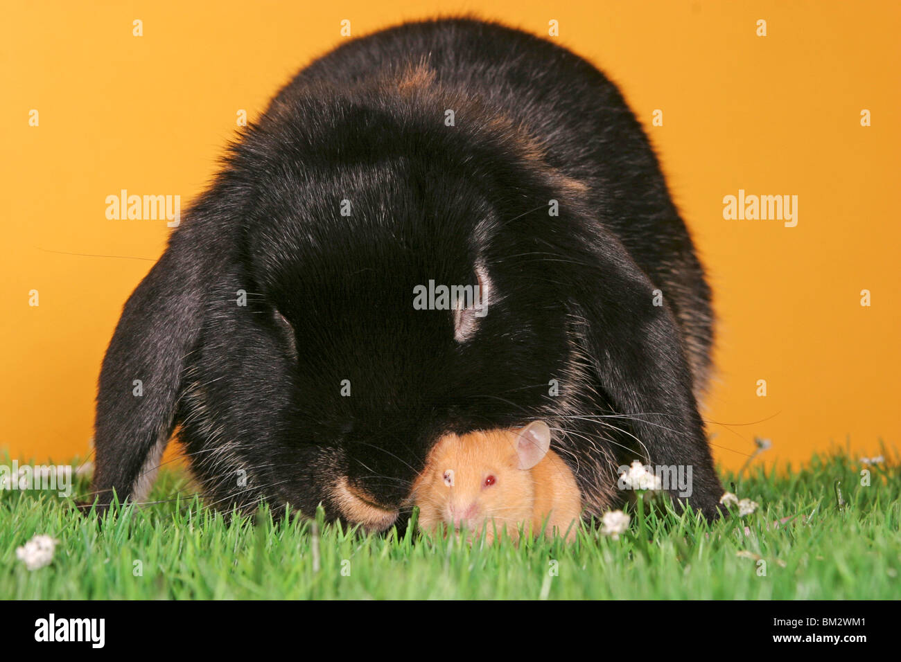 Widder & Maus / bunny & mouse Stock Photo