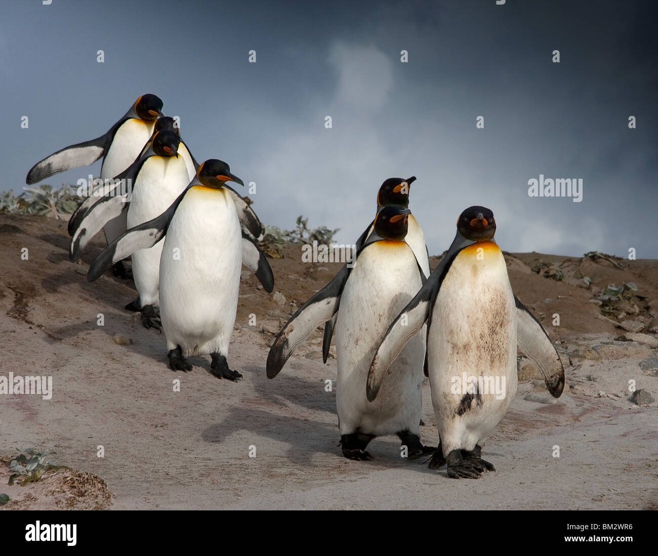 Фото пингвинов на рабочий стол. Penguin walk. Южные пингвины. Императорский пингвин московский зоопарк. Penguin walk.