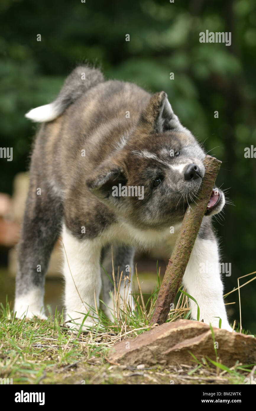 knabbernder Akita Inu Welpe / gnawing puppy Stock Photo