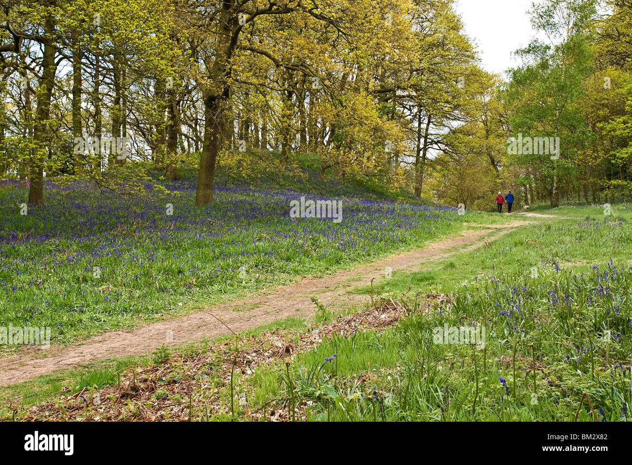 Newton Wood, Cleveland, UK Stock Photo