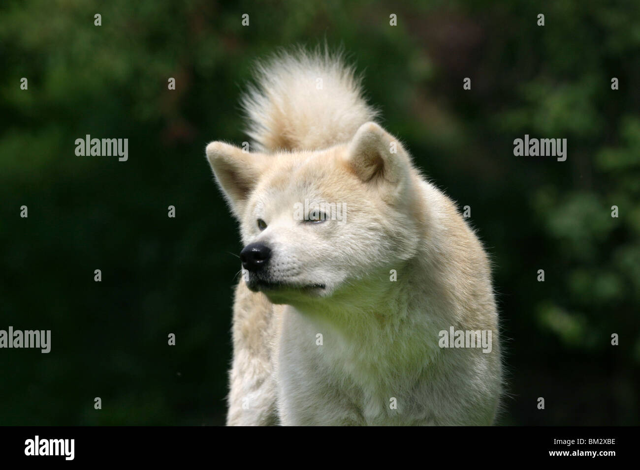 Akita Inu Portrait Stock Photo - Alamy