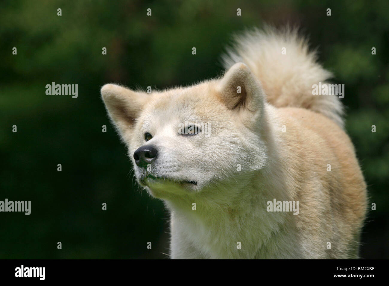 Akita Inu Portrait Stock Photo - Alamy