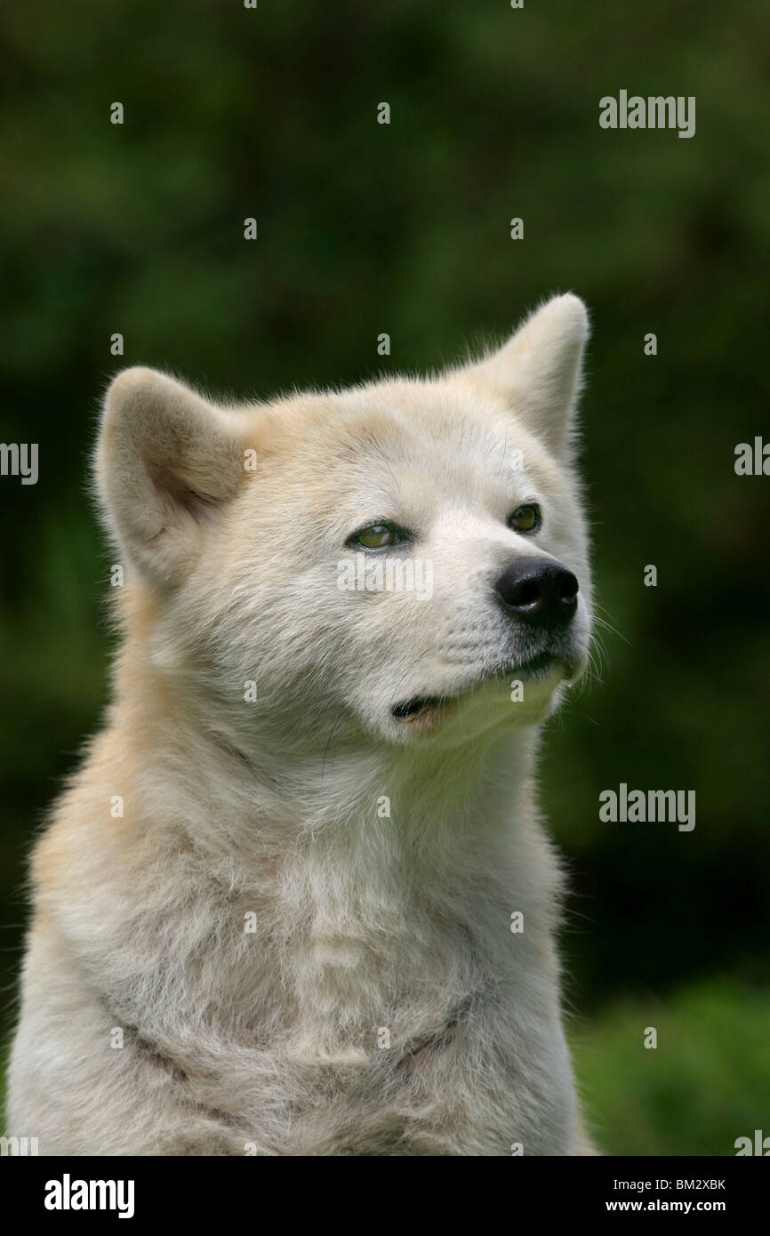 Akita Inu Portrait Stock Photo - Alamy
