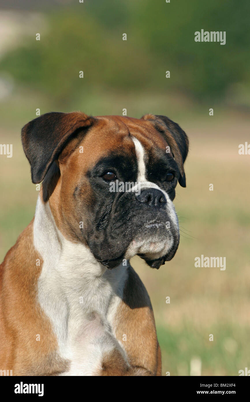 Deutscher Boxer Portrait Stock Photo - Alamy