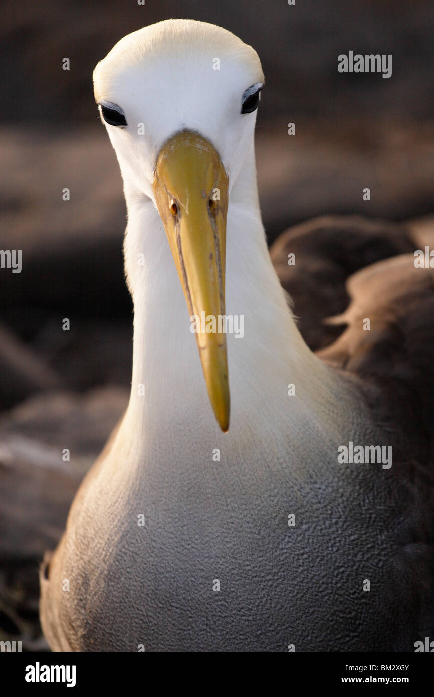 [Waved Albatross] [Phoebastria irrorata], 'close up' bird portrait, 'Punta Suarez', Espanola Island, Galapagos Islands, Ecuador Stock Photo