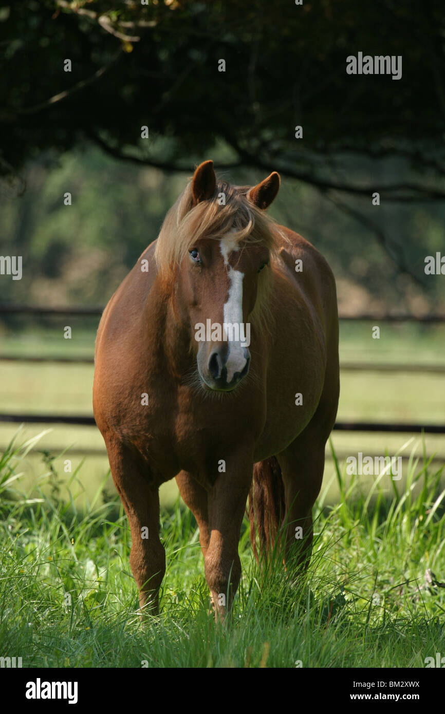 Kleinpferd / little horse Stock Photo