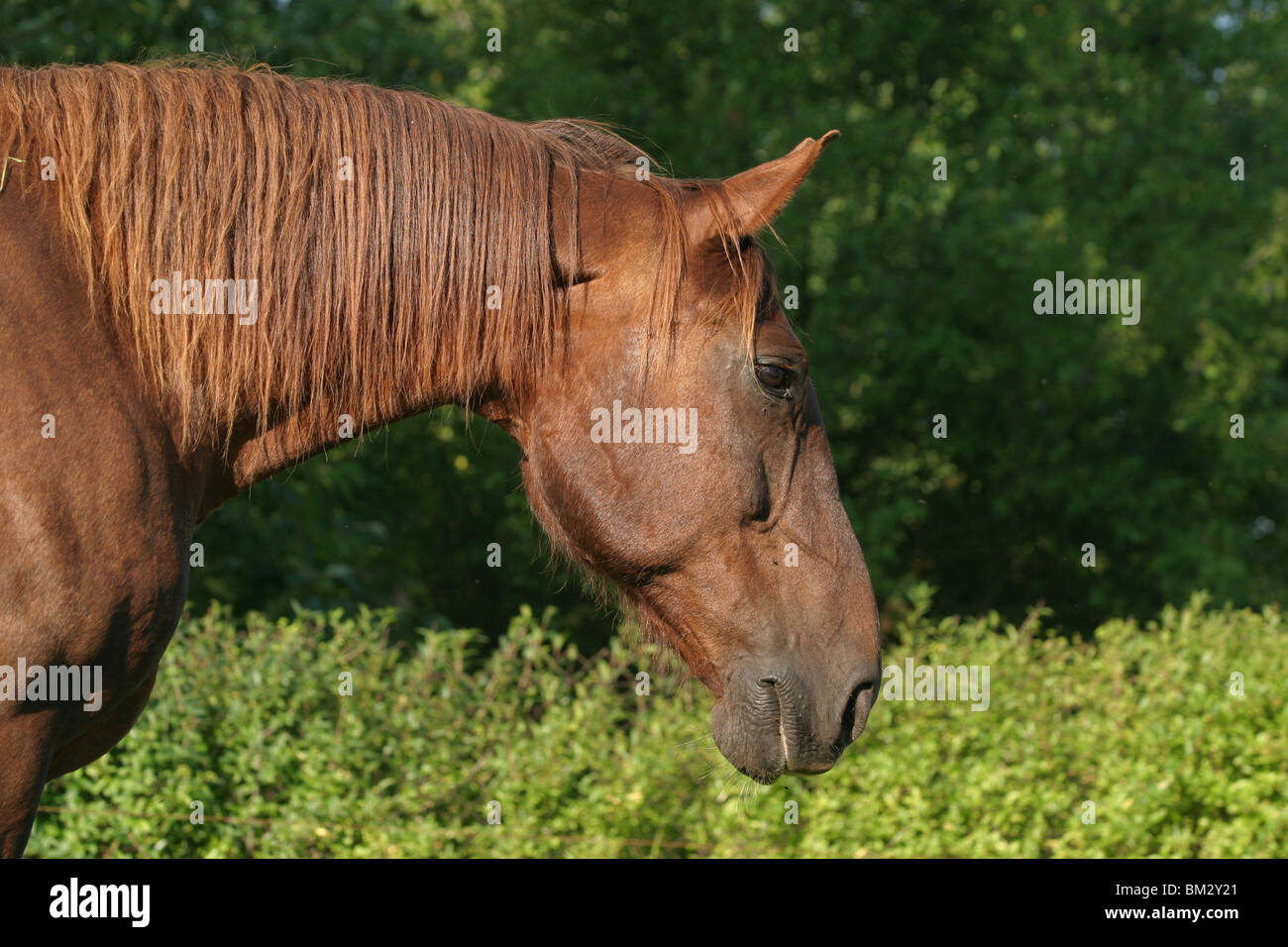 Fuchs im Portrait / horsehead Stock Photo