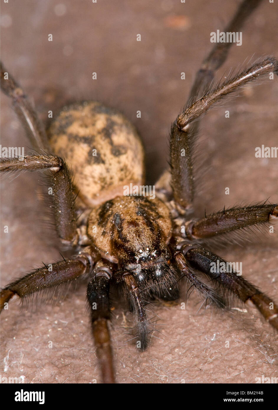 The Giant house spider (Tegenaria duellica or  Tegenaria gigantea) Stock Photo