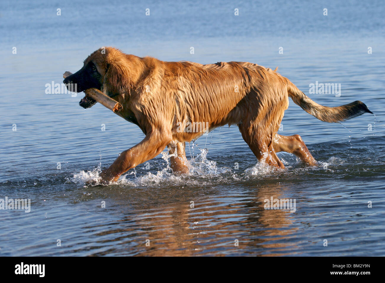 Leonberger in Aktion / action Stock Photo