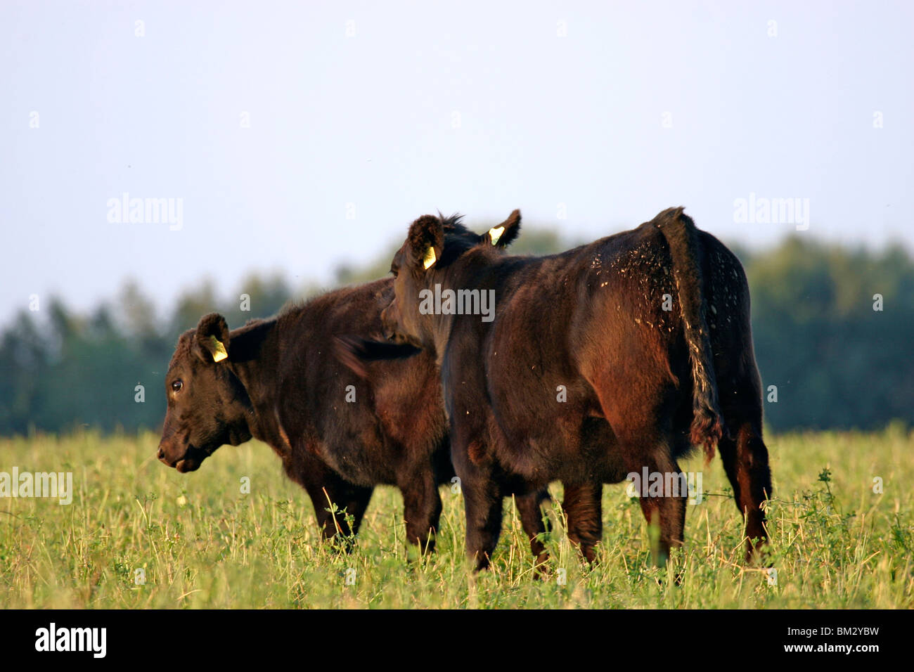 stehende Rinder / standing cows Stock Photo