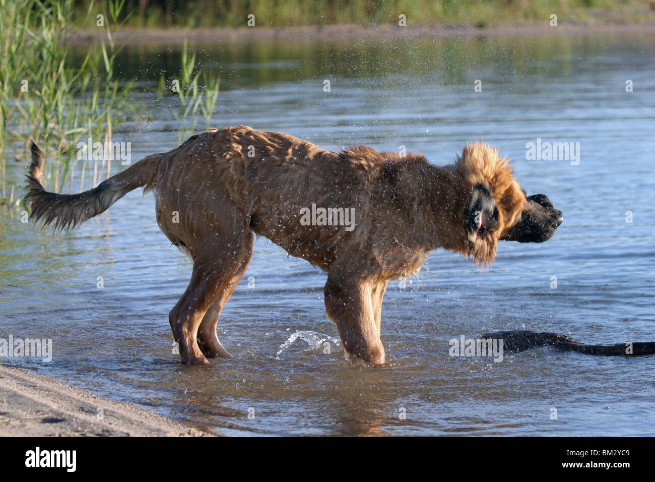 Leonberger Hund High Resolution Stock Photography and Images Alamy