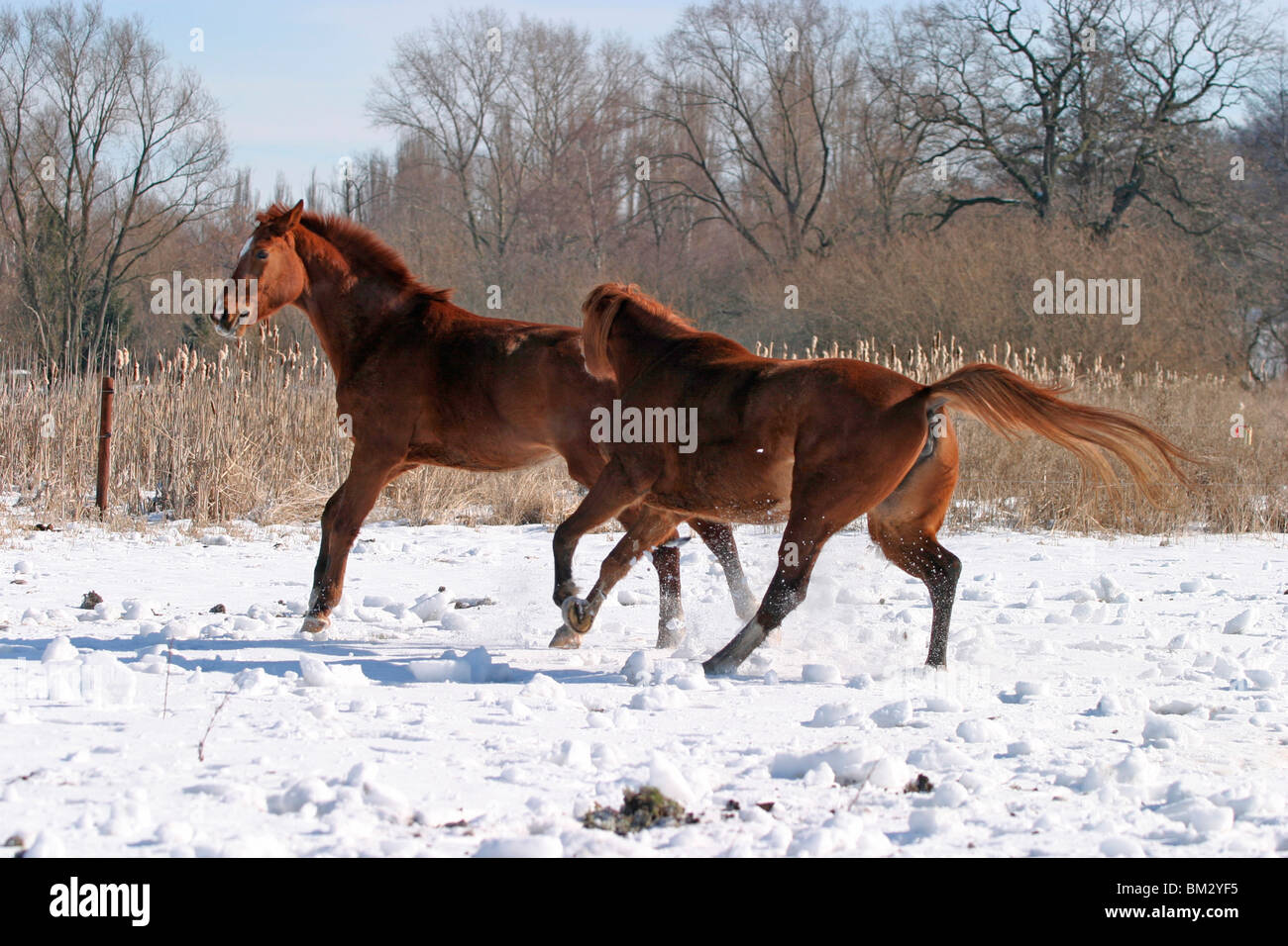 Pferde / horses Stock Photo
