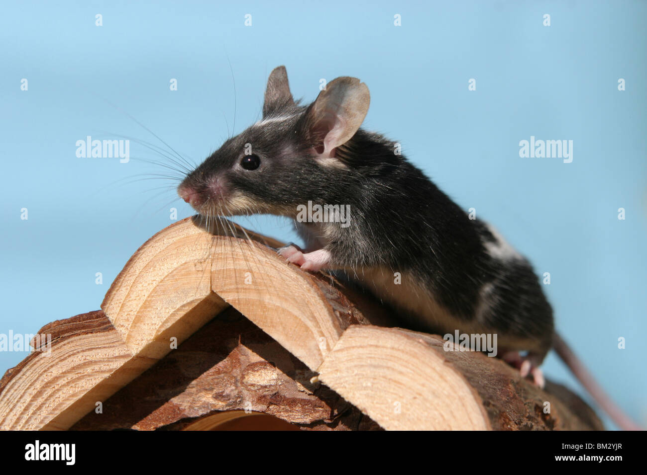 Farbmaus / mouse Stock Photo
