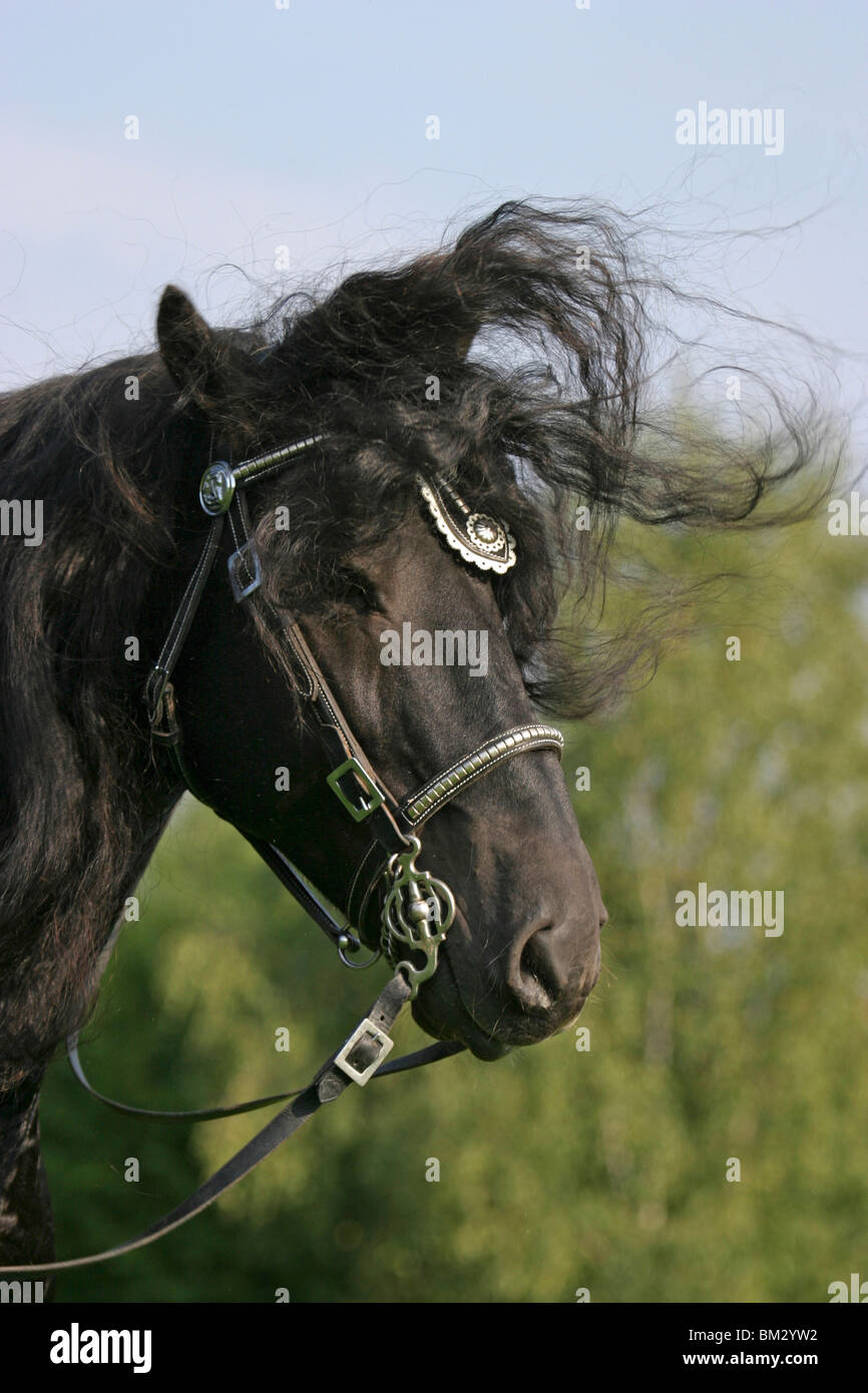 Friese Im Portrait / Friesian Portrait Stock Photo - Alamy