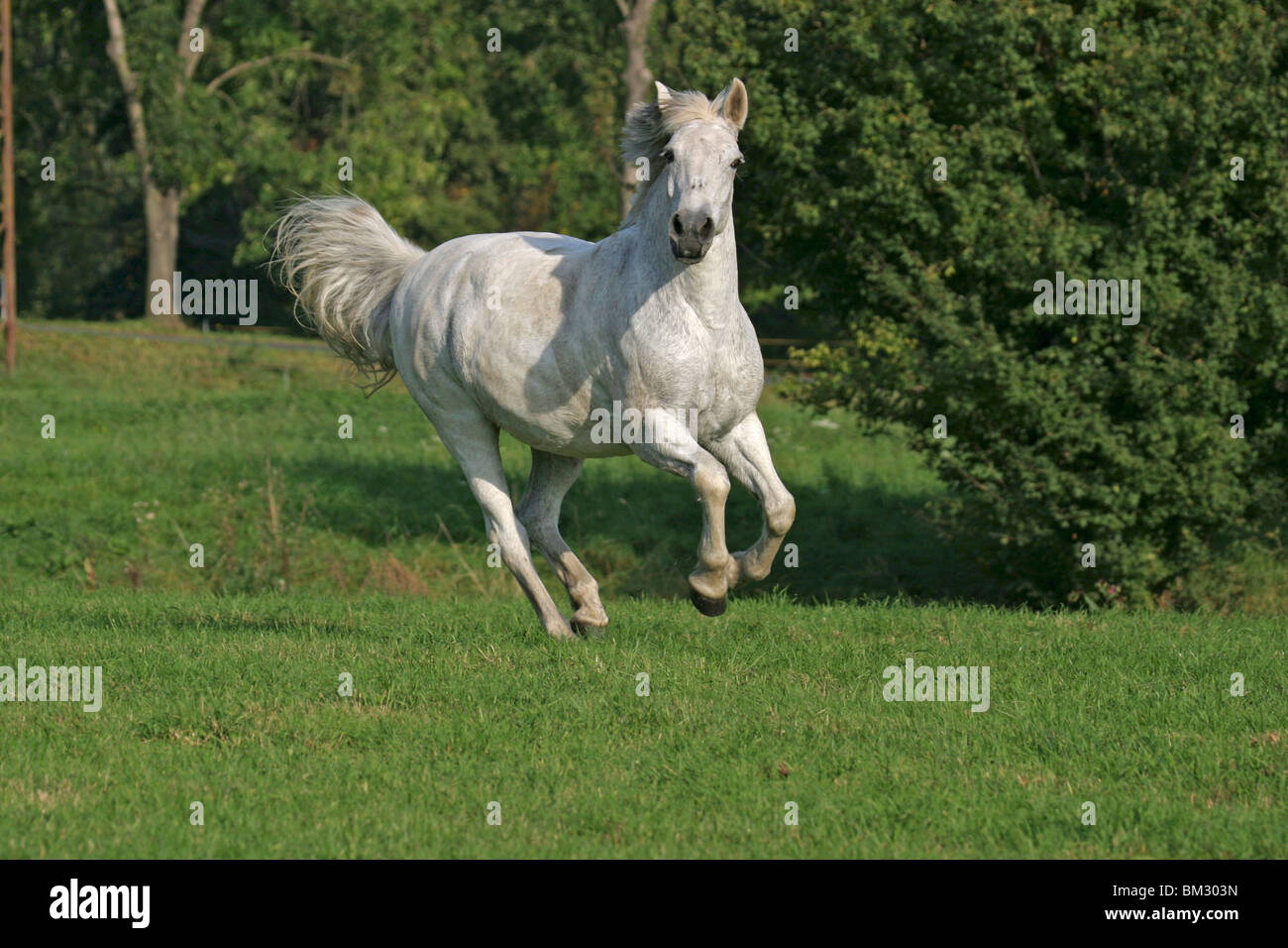rennendes Reitpony / running horse Stock Photo Alamy