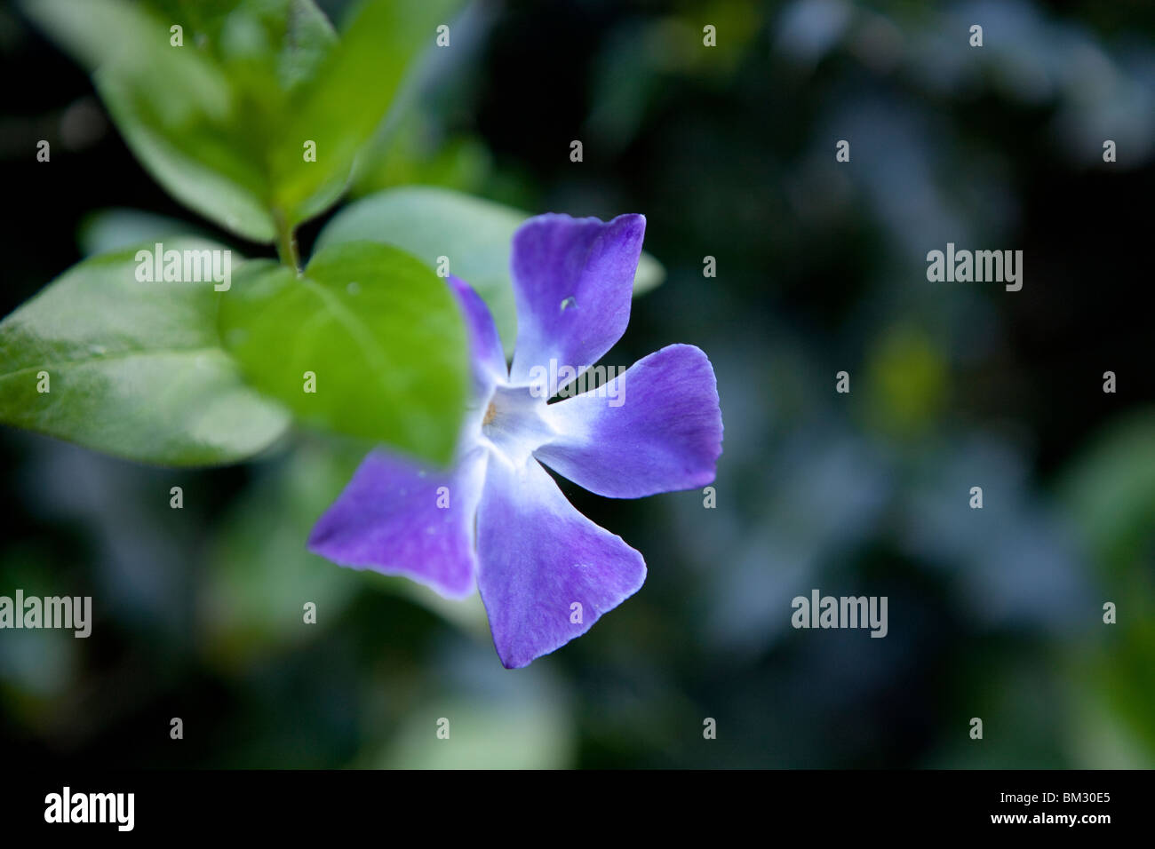 Vinca major (commonly known as Large Periwinkle, Greater Periwinkle and Blue Periwinkle) Stock Photo