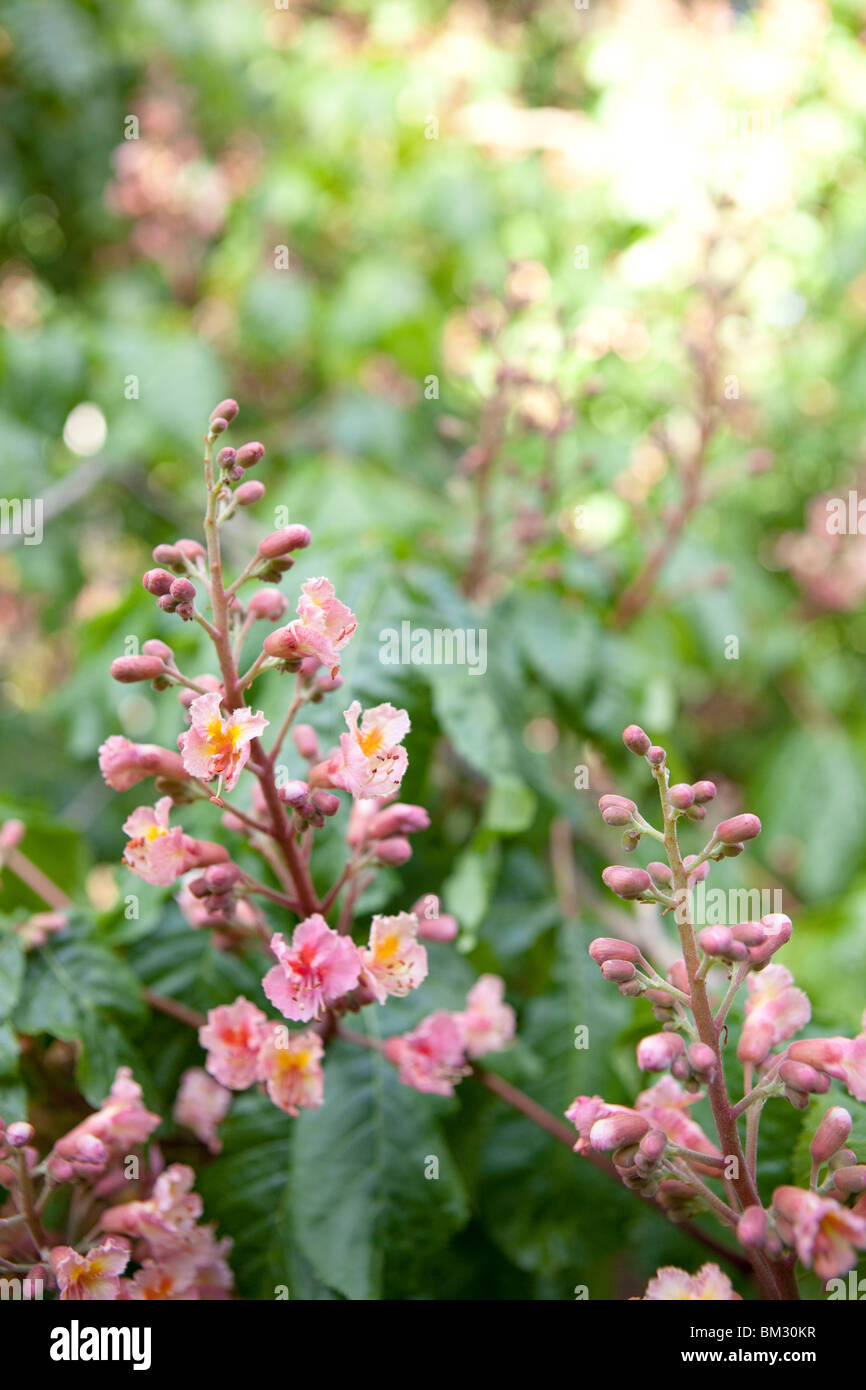 Ruby Red Horse Chestnut Tree flowering Stock Photo - Alamy