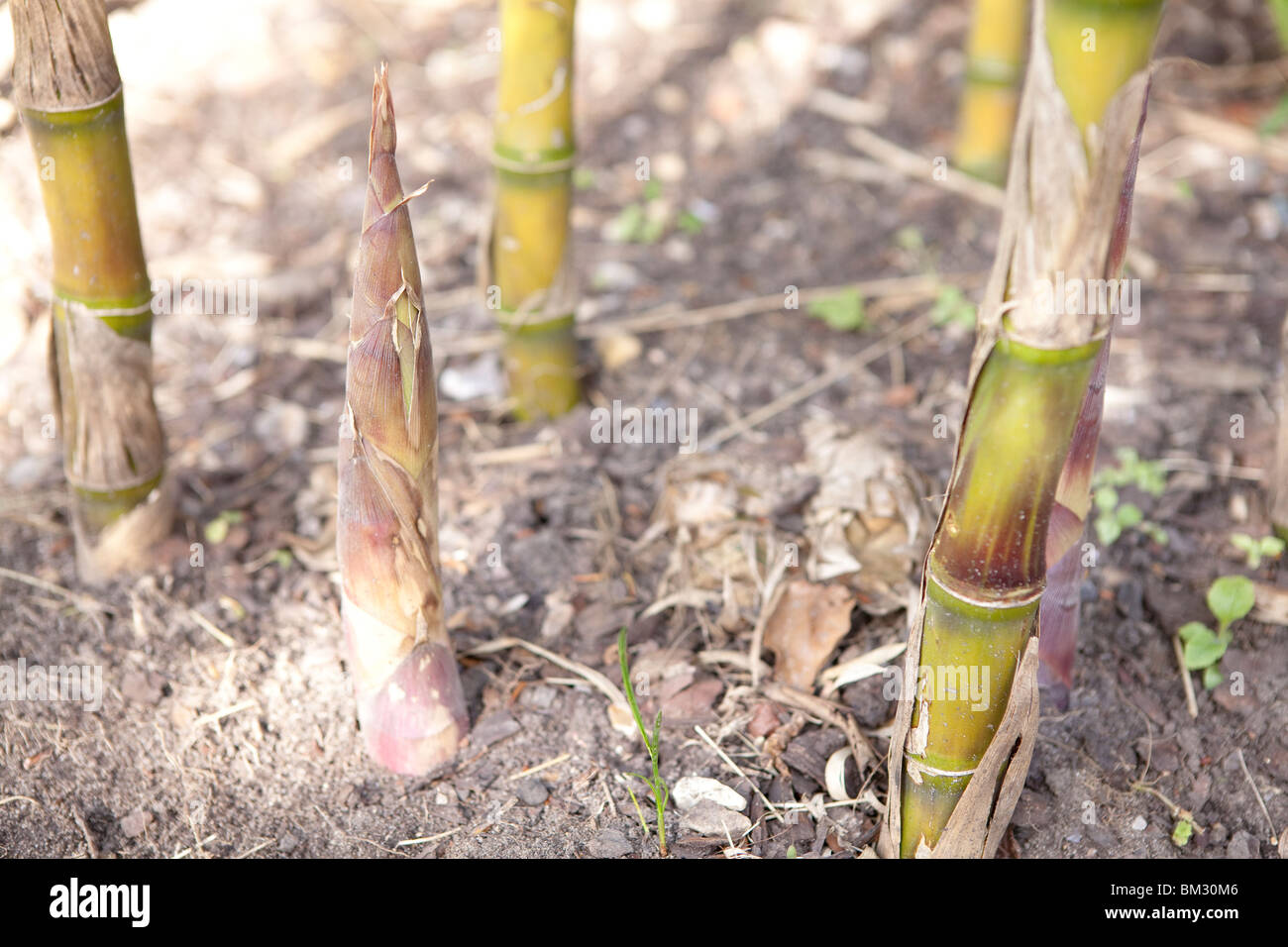 Young growing Bamboo shoots Stock Photo Alamy