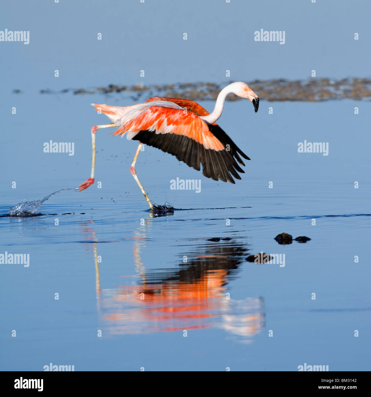 Chilean Flamingo (Phoenicopterus chilensis), Chile Stock Photo