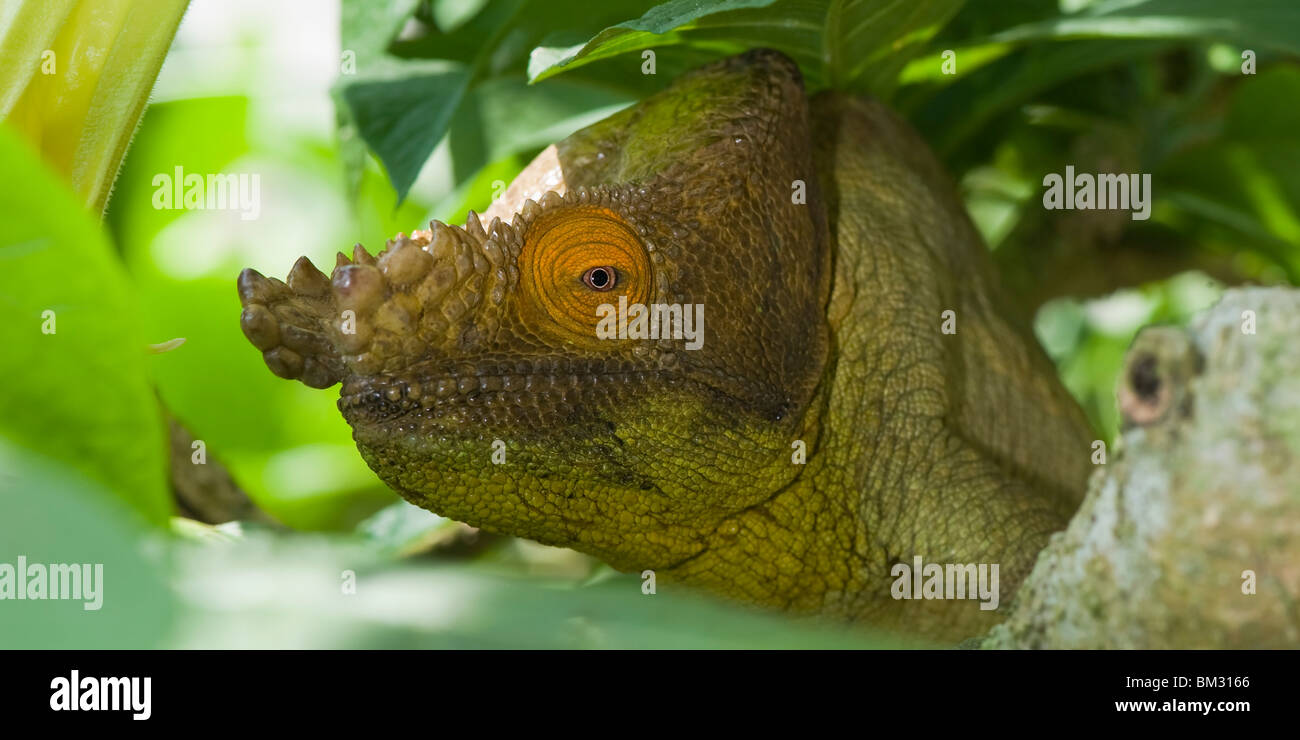 Parson's chameleon (Calumma parsonii), Madagascar Stock Photo