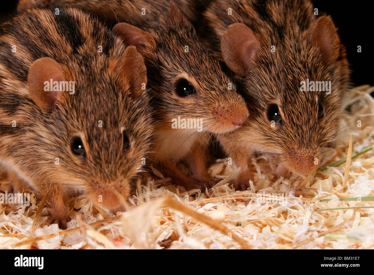 Streifenmäuse / mice Stock Photo