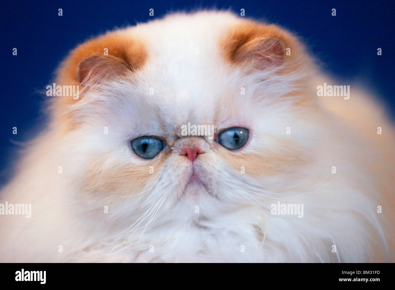 She cats hi-res stock photography and images - Page 41 - Alamy