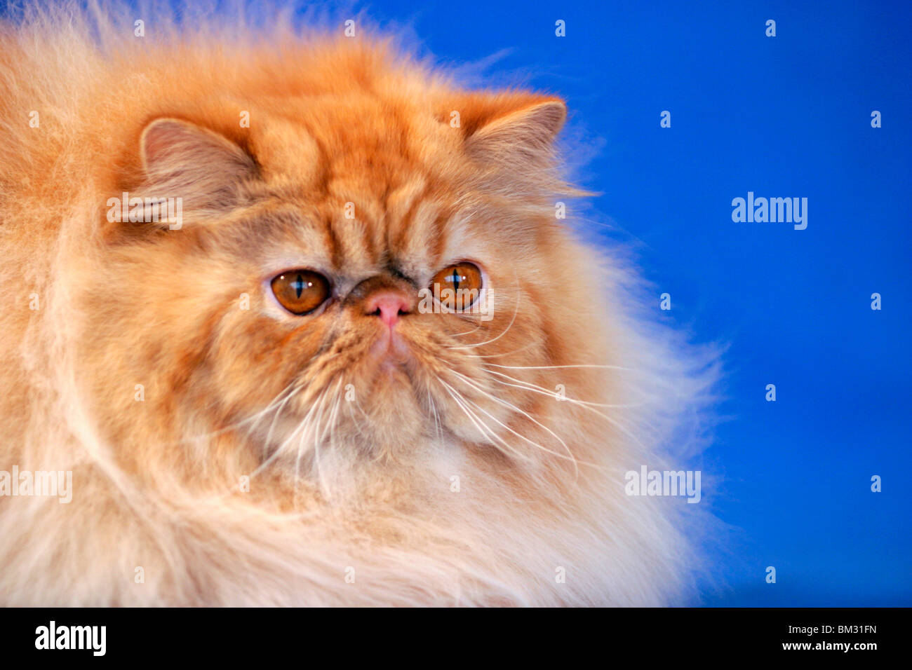 Perserkatze / Persian Cat Portrait Stock Photo