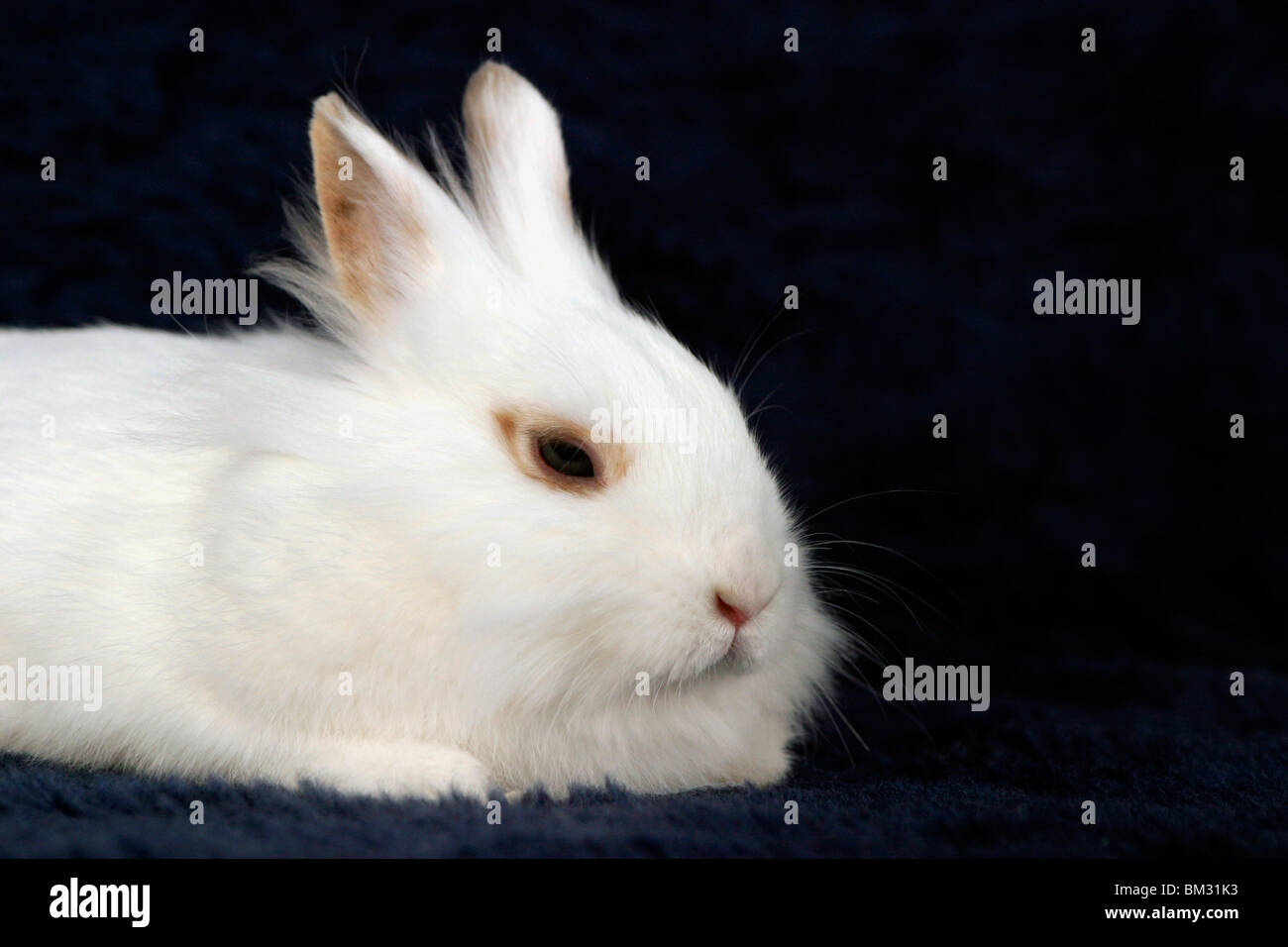 Löwenköpfchen / bunny Stock Photo