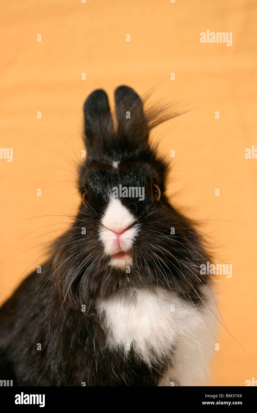 Löwenköpfchen / bunny Stock Photo