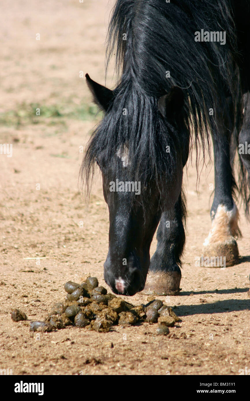 Pferd beschnuppert Kot / snuffling horse Stock Photo