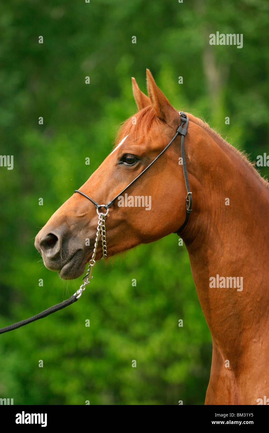 Morgan Cheval Morgan Horse Portrait Stock Photo - Alamy