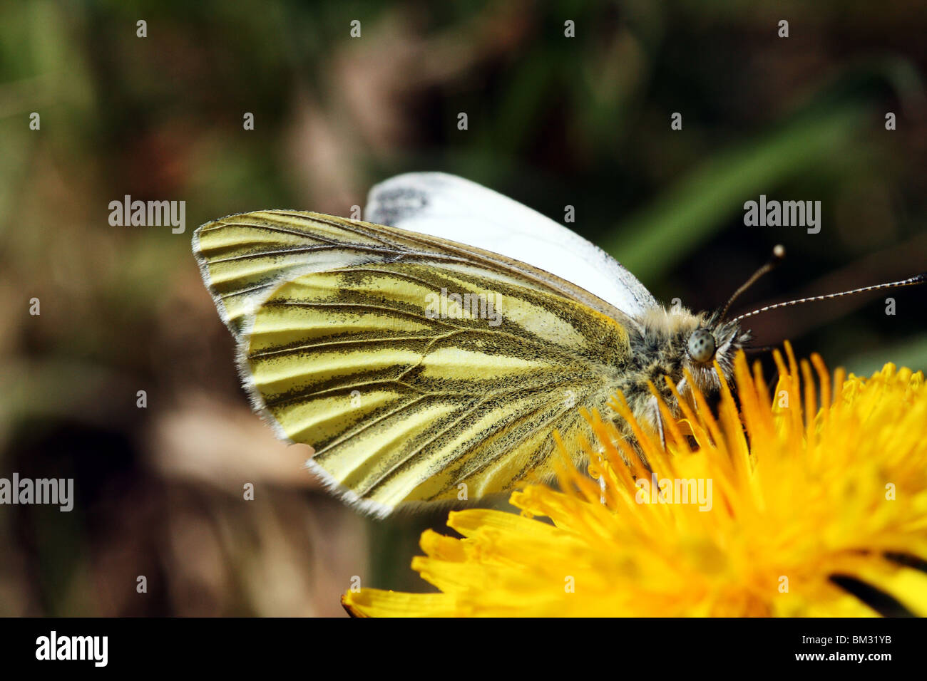 Green Veined White Pieris napi Butterfly Family Pieridae Stock Photo