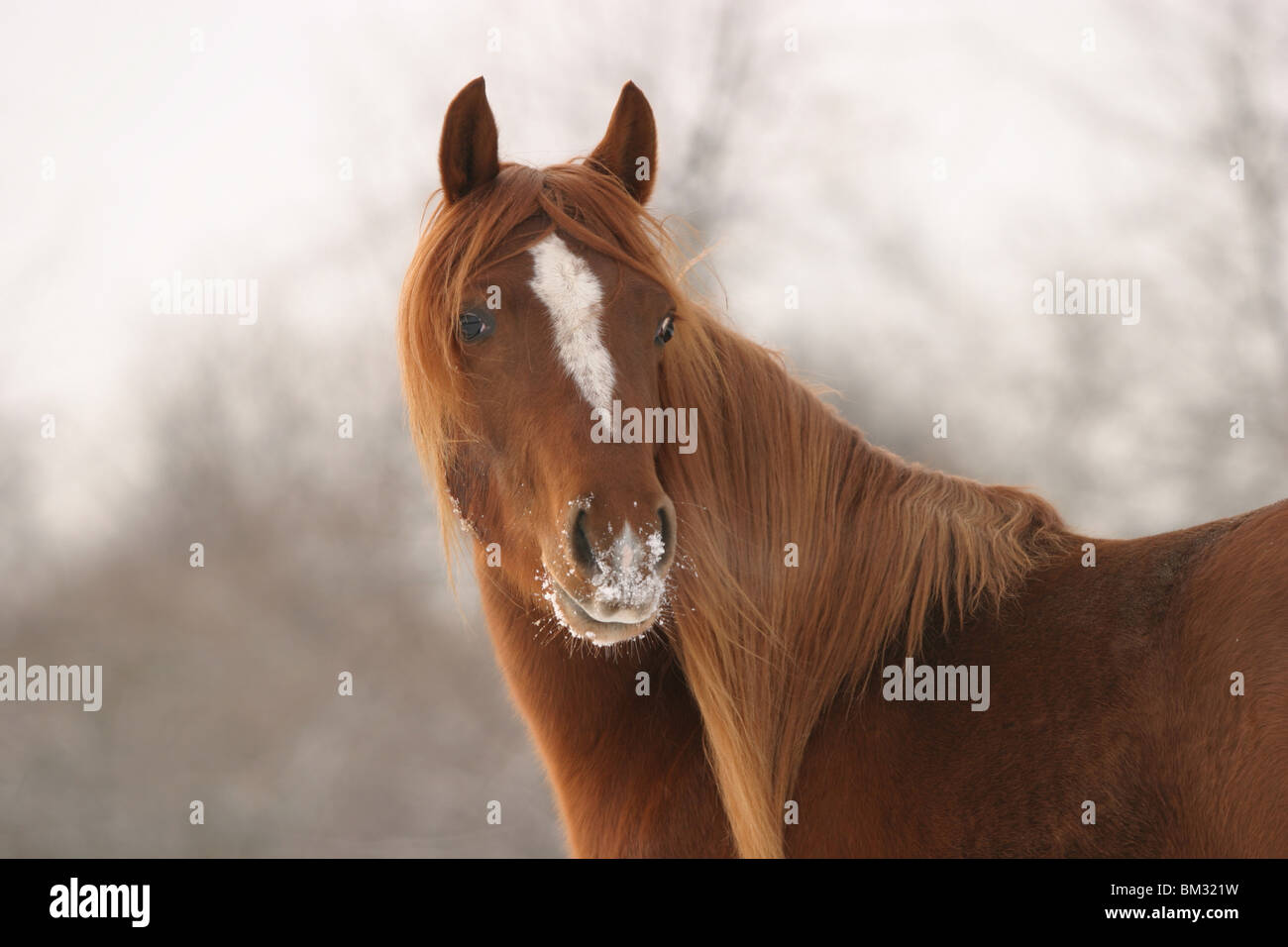 Morgan Cheval Morgan Horse Portrait Stock Photo - Alamy