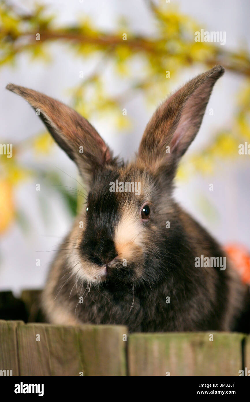 Kaninchen / rabbit Stock Photo