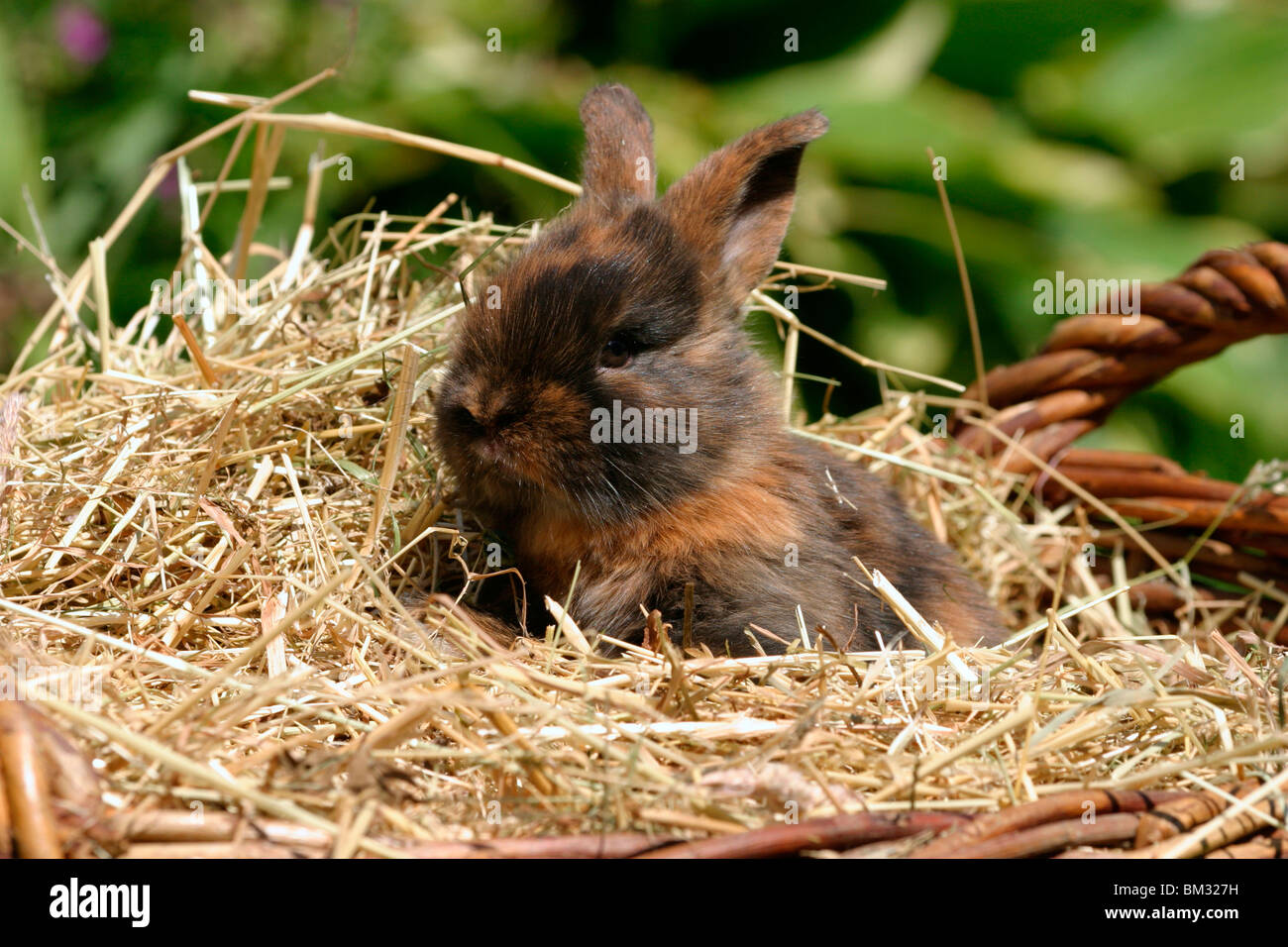 Kaninchen Junges / young rabbit Stock Photo