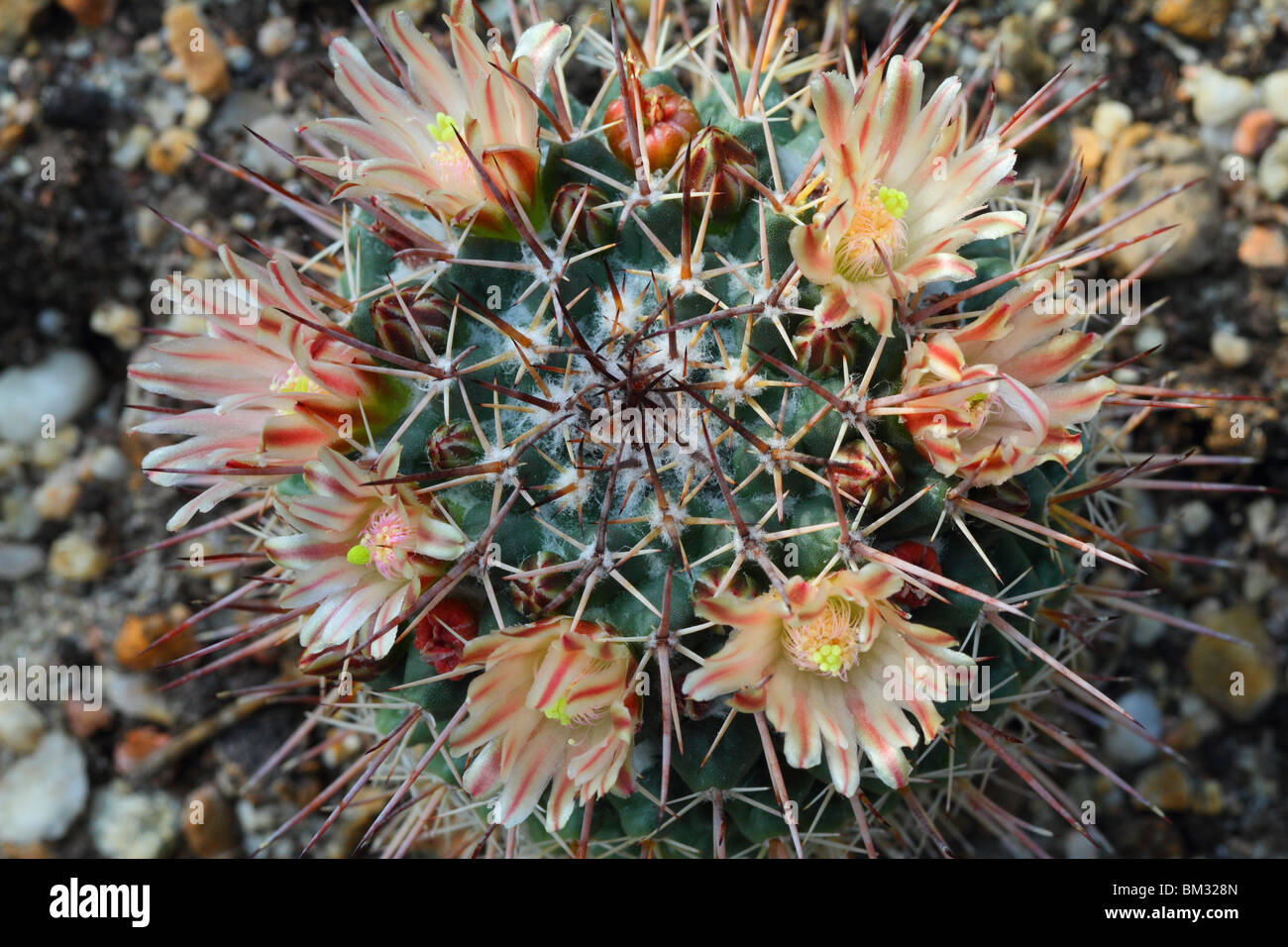 Cactus Mammillaria gigantea flowering Mamilaria Stock Photo