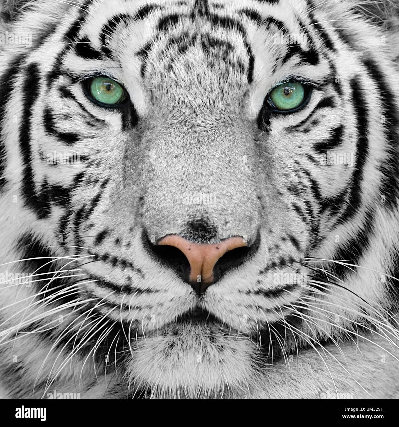 WHITE TIGER Close-Up 8.5 x 11 PHOTO