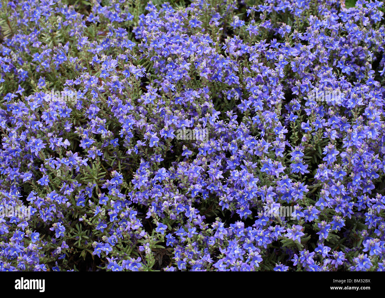 Speedwell blue spring flowers Veronica cinerea Stock Photo