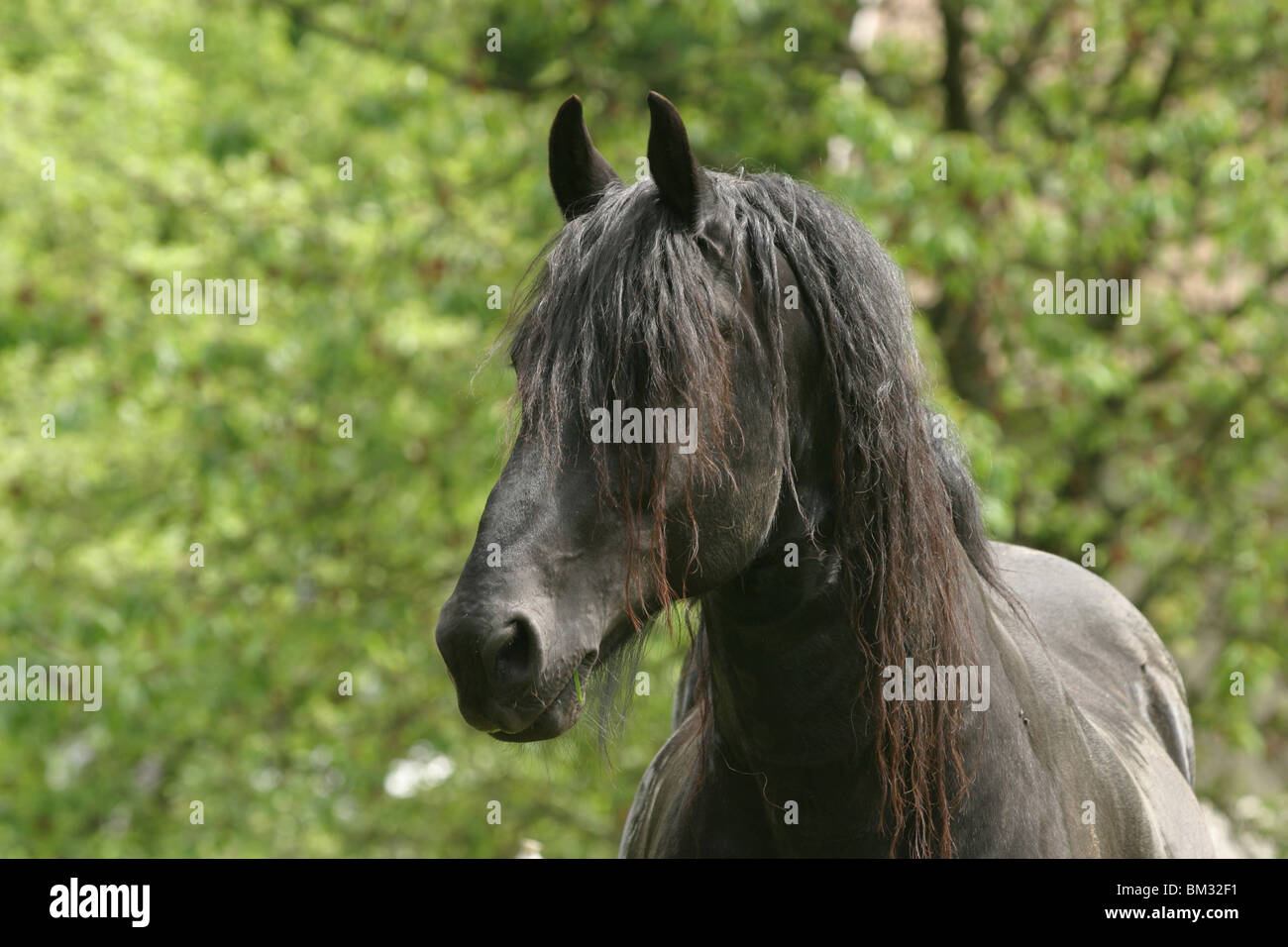 Friese im Portrait / Friesian horse Stock Photo - Alamy